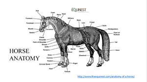 Horse Anatomy.png